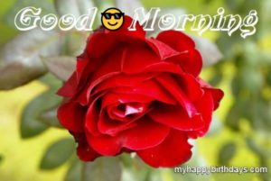 200+ Romantic Good Morning Wishes With Roses, Flowers (HD)