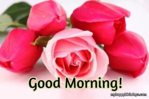 200+ Romantic Good Morning Wishes With Roses, Flowers (HD)