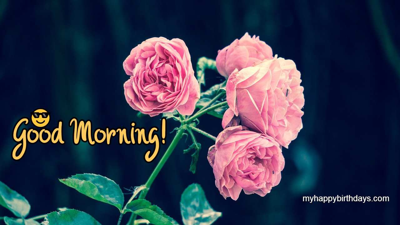 200+ Romantic Good Morning Wishes With Roses, Flowers (HD)