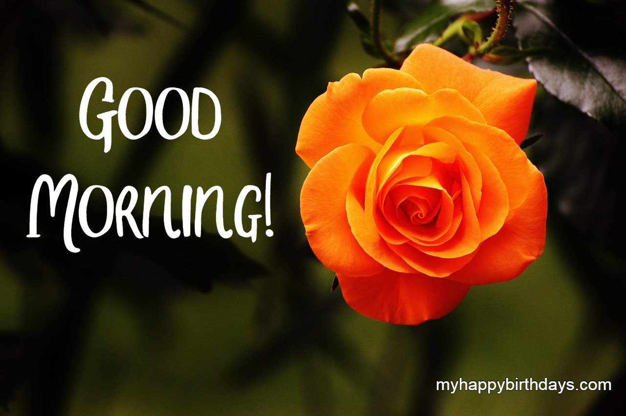 200+ Romantic Good Morning Wishes With Roses, Flowers (HD)