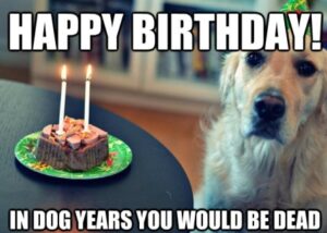 102 Happy Birthday Dog Wishes | Cute Doggie Birthday Wishes