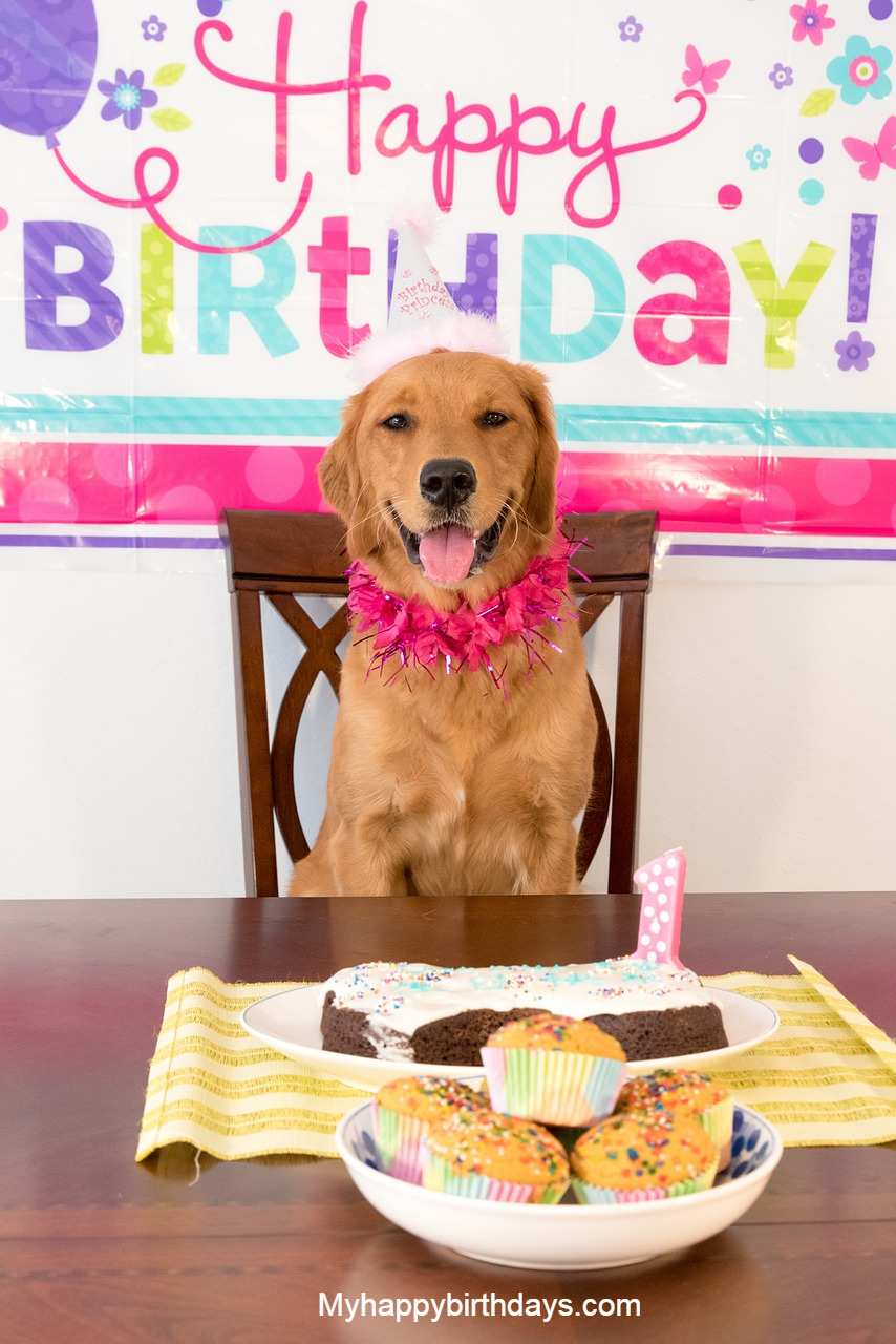 102 Happy Birthday Dog Wishes | Cute Doggie Birthday Wishes