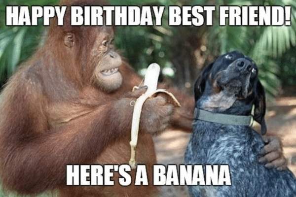 Happy Birthday Best Friend Meme Funny 250+ Exceptionally Hilarious Funny Birthday Memes {2022}