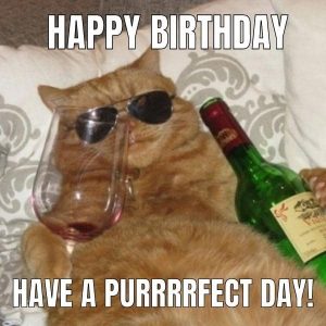 105 Funny Happy Birthday Cat Memes to Make Your Special Day Laughable