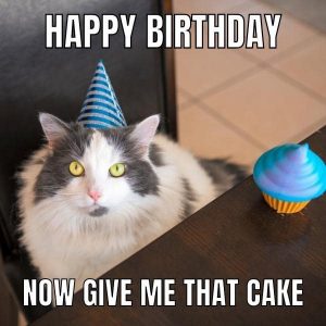 105 Funny Happy Birthday Cat Memes to Make Your Special Day Laughable