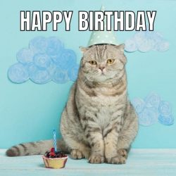 105 Funny Happy Birthday Cat Memes to Make Your Special Day Laughable